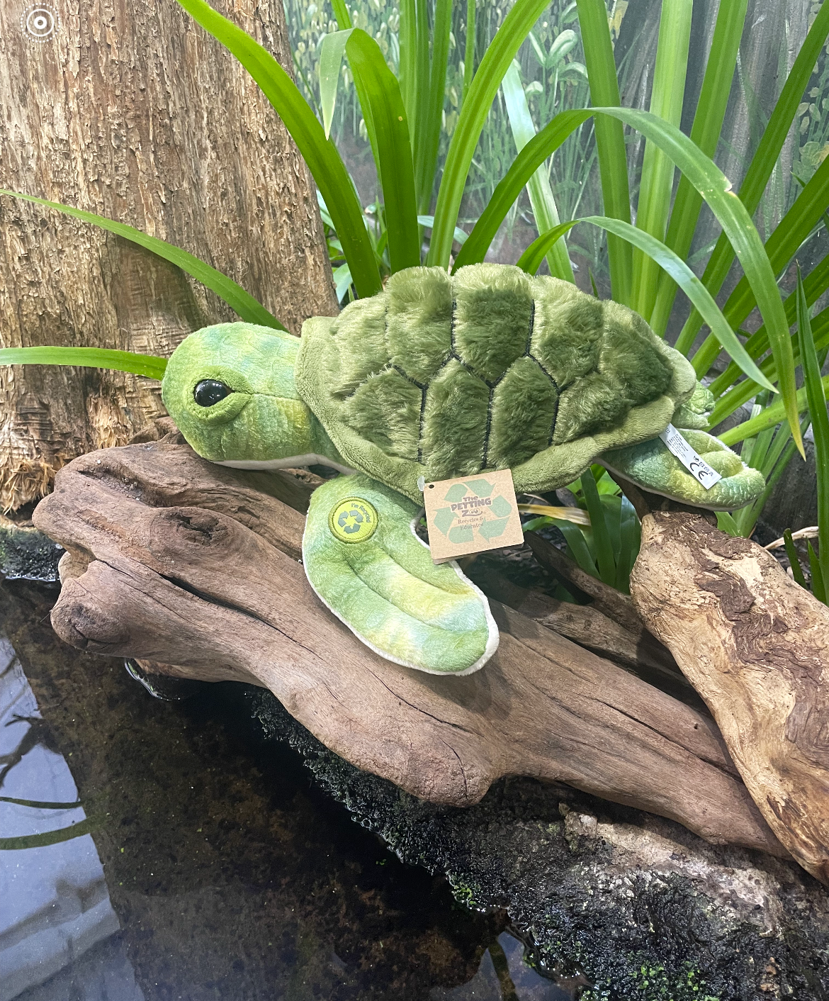 Adoptable Turtle Plush